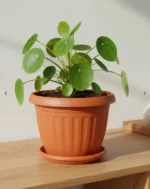 Artificial Plants in Qatar