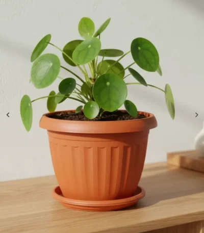 Artificial Plants in Qatar