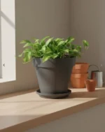 Artificial Plants in Qatar