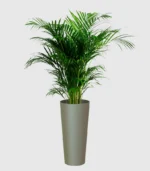 Artificial Plants in Qatar