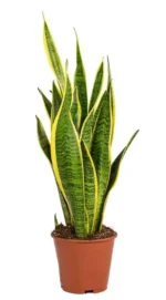 Indoor Plants in Qatar