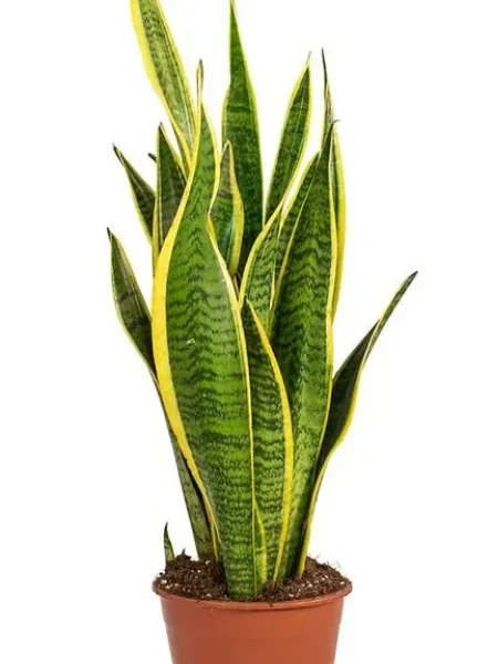 Indoor Plants in Qatar