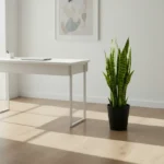 Indoor Plants in Qatar