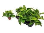 Planters in Qatar